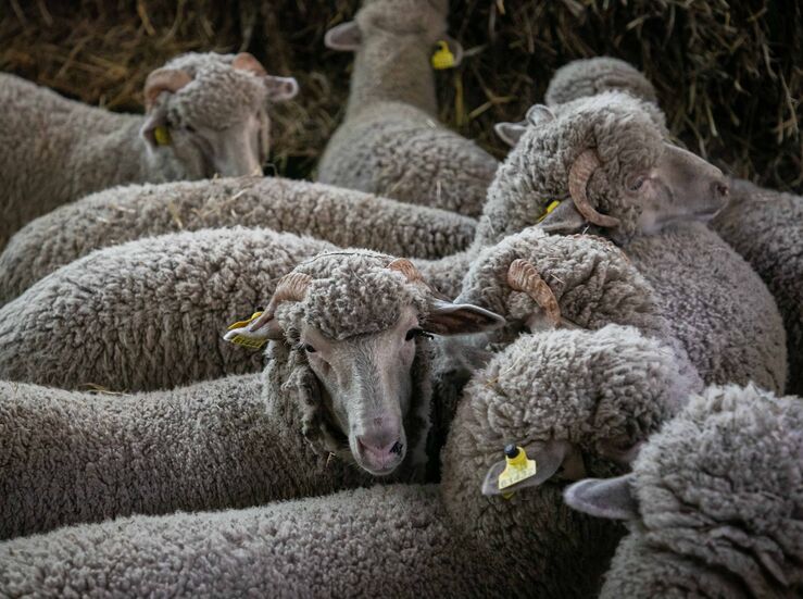 CNMC investiga a Lonja Agropecuaria Extremadura por recomendaciones de precios de la lana
