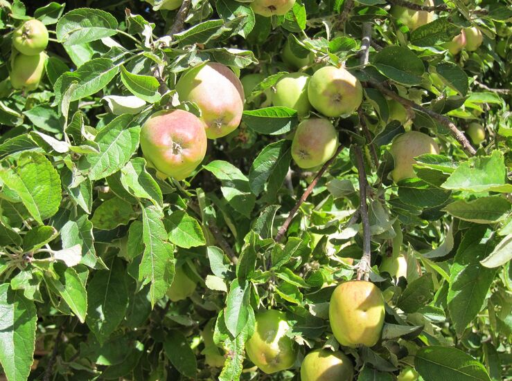 Extremadura recibe ms de 2 millones en ayudas extraordinarias a productores fruta