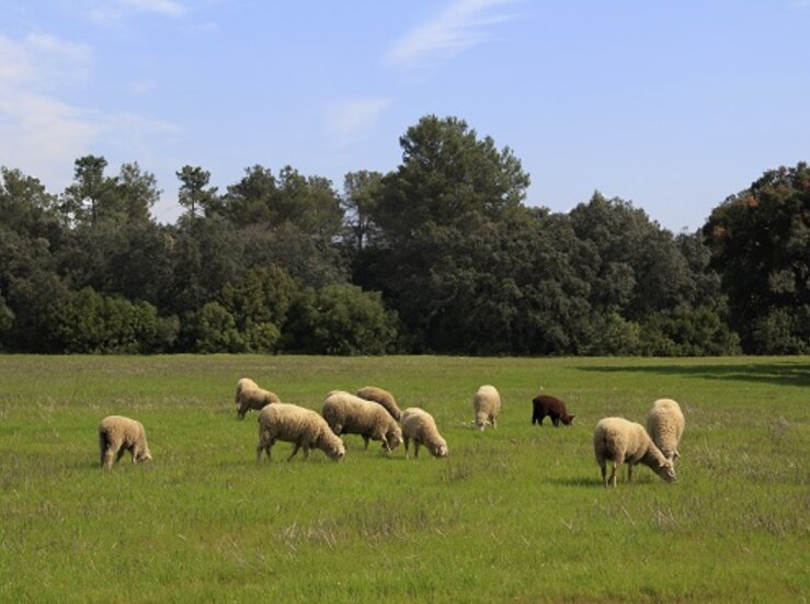 Extremadura ampla pastoreo controlado con ovejas superficies acogidas ayudas forestacin
