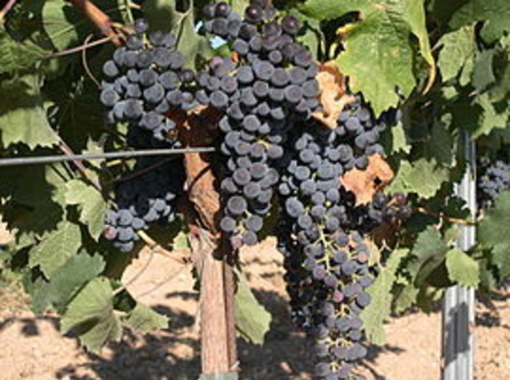 Unidas Por Extremadura apoya huelga sector vitivincola por los precios insostenibles