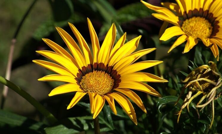 Los 5 tipos de flores más fáciles de cultivar para principiantes