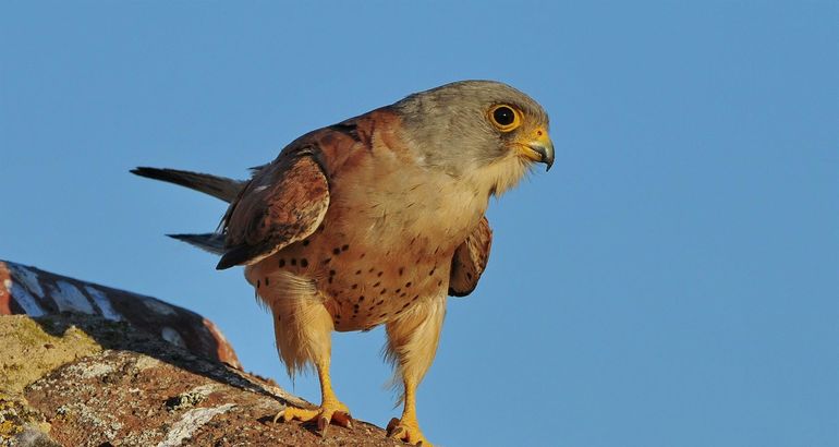 La conservación del cernícalo primilla protagonizará un Congreso Internacional de la Junta