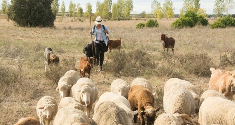 Agricultura Amplía La Vigencia Temporal De Pastoreo Controlado 0895