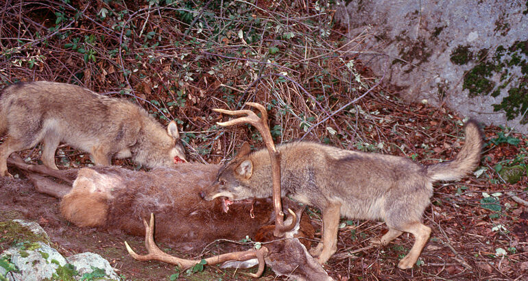 Asaja Extremadura alerta sobre primeros ataques de lobos en la provincia de  Cáceres