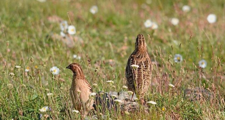 Proyecto Coturnix Anima A Cazadores Extreme Os A Participar En Seguimiento De Codorniz