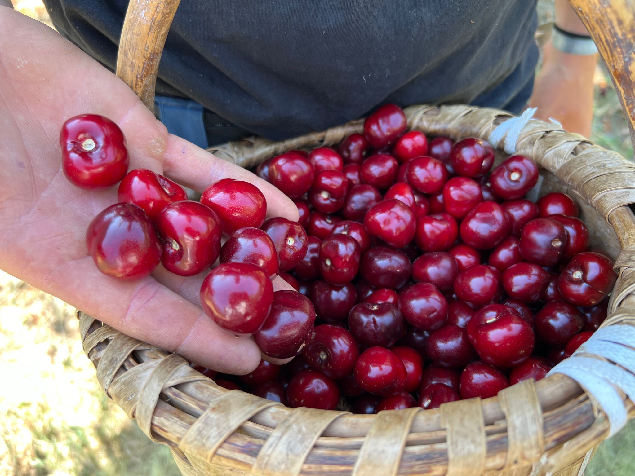 Cerezas del Jerte