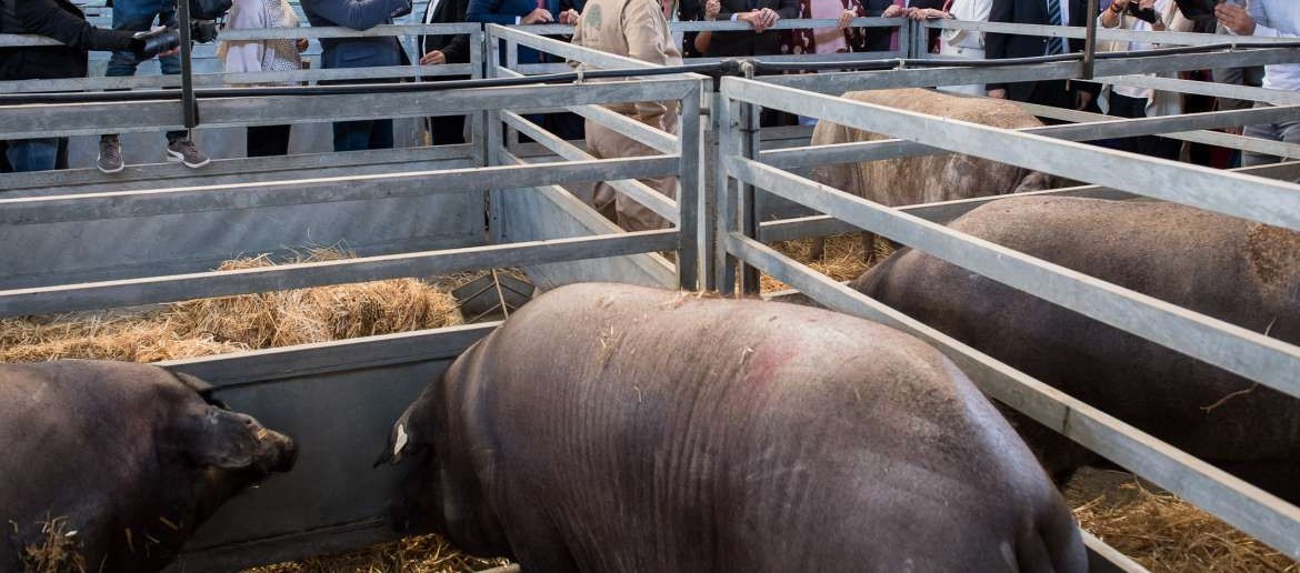 feria de zafra 